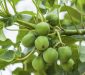Jatropha